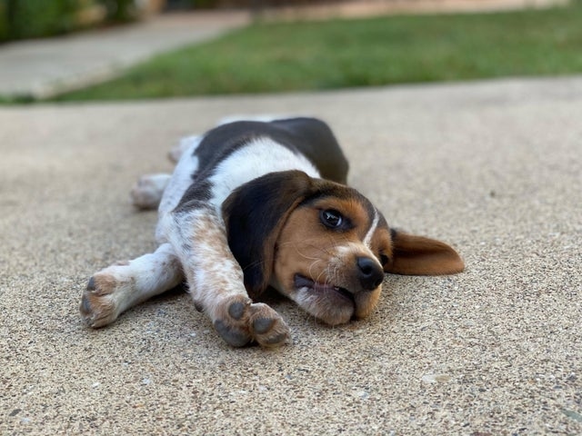Little Pup - Big Stretches⁠
-⁠
-⁠
-⁠
-⁠

📸 instagram.com/p/CT2dFDipy7A/ via tweet.photo