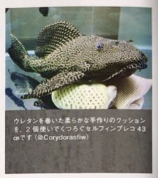 Corydoras_fiw02's tweet image. #月刊アクアライフ 様､ご採用有り難うございます🙇‍♂️
水と石と流木の世界の住人が手作りクッションを気に入ってくれたので良かったです😸(自然派or人工物)のページはリンクしてるかの様で嬉しく思いました｡人工物のミスマッチ感は想像とストーリー性を広げてくれるので楽しいです #アクアライフ🐠