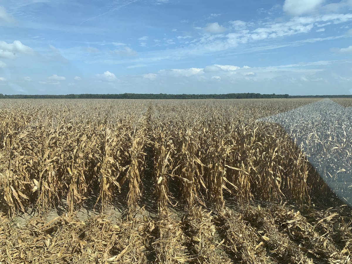 jw_schneid's tweet image. This grower in Gallatin Co calls @Asgrow_DEKALB DKC65-95 “Candy Corn” because the yields are sweet and the high test weight 🌽 looks orange. Field was kept clean with @BayerCropProUS Corvus/Capreno. @DKAS_SIL