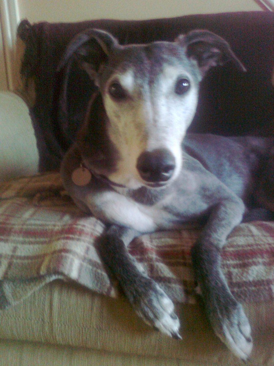 TipperandBob's tweet photo. Remembering this gorgeous, sweet girl today and always. Crossed 🌈 bridge six years ago today. Expertly supervising Milo, Bob and @dora_dinky and guiding @Matthew43297558. Love you, Tips ❤ https://t.co/rmiAnURNhO
