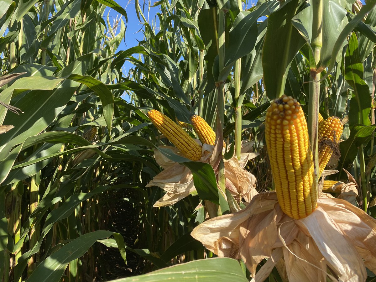 JustinKrell's tweet photo. @LGSeeds LG54C76STX is catching the eye of everyone looking at plots during this busy plot tour season. The plant health and impressive yield potential make this #MixMaker standout! Northfield, MN https://t.co/zVe06TmwrE