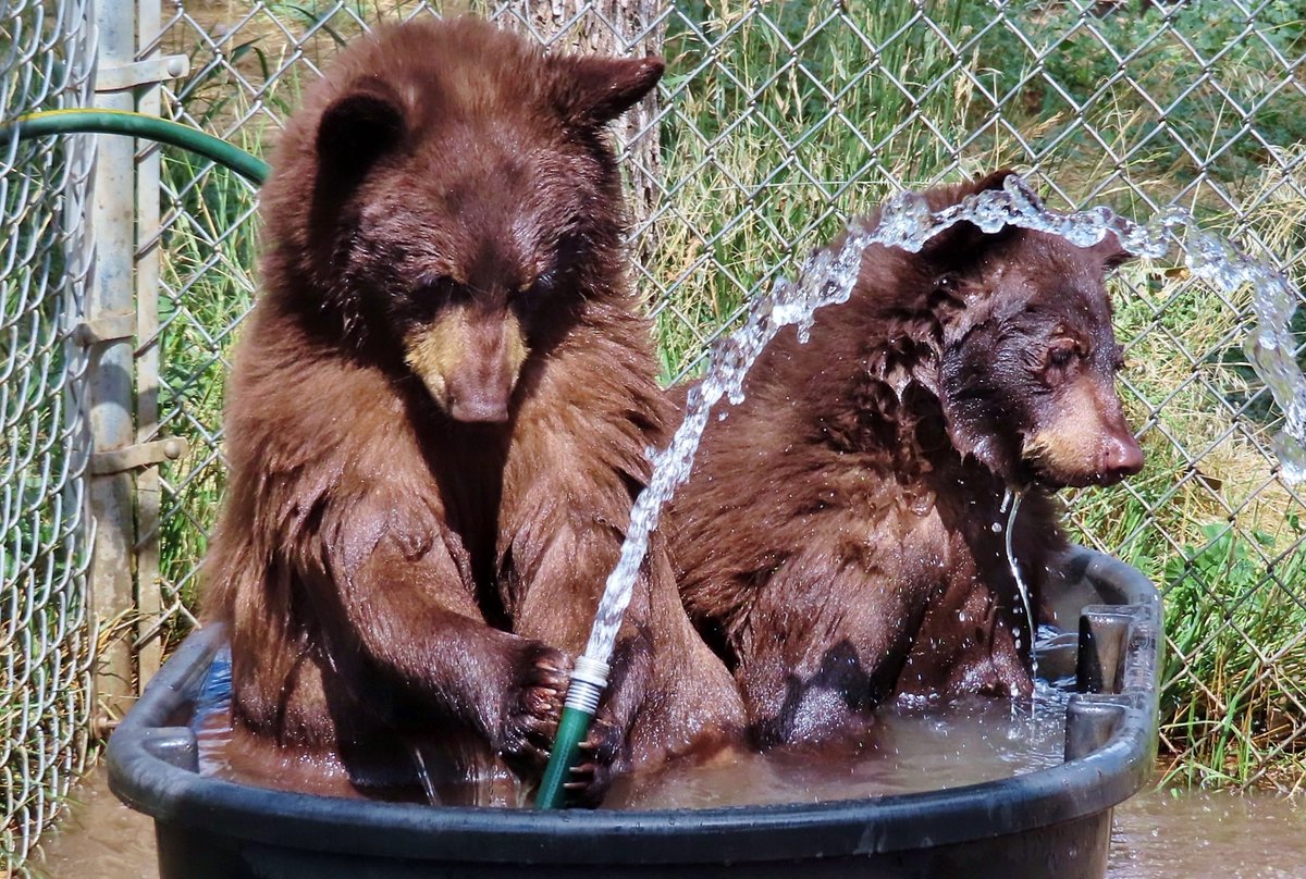 CPW_SE's tweet photo. It's #BearBath time at rehab. At the nonprofit Wet Mountain Wildlife Rehabilitation in Wetmore, where @COParksWildlife sends orphaned cubs to be raised, Tom and Cec Sanders regularly provide their cubs a chance to soak. These cubs were orphaned in Woodland Park. (1 of 4) https://t.co/gK0Raop0gn