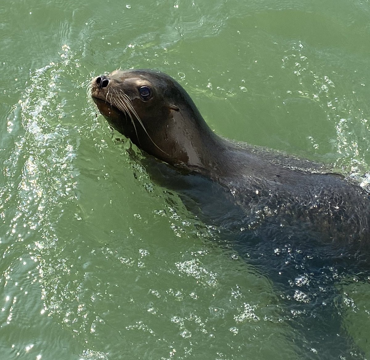 Fruit-loopz tweet media