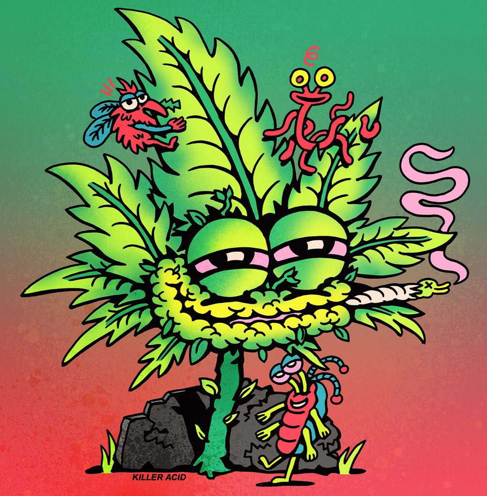 KILLER ACID 🎷🐛 tweet media
