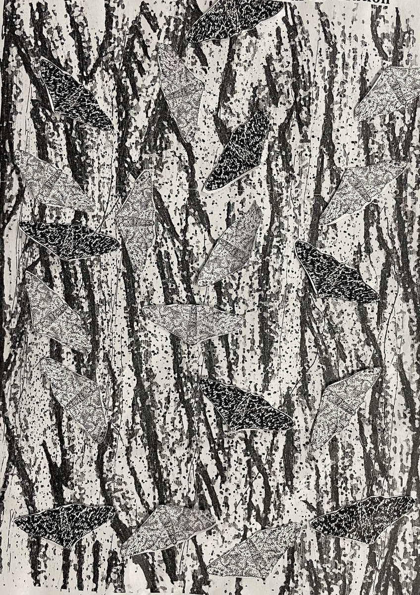 JenniferHallKMS's tweet image. Natural selection in action! Students enjoyed simulating the Peppered Moth population changing over time due to pollution and predation. #WICOR #LabInvestigation #KMSAVID #HumbleISD_AVID #KMSScience #KMSCougarPride #Humble_2ndScience #KMSClassOf2026