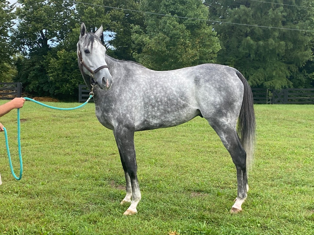 Thank you to trainer Ethan West for helping us facilitate the retirement of former FHF runner Quicksilver.  We look forward to placing him in a great new career off the track!  Welcome home, Quicksilver!