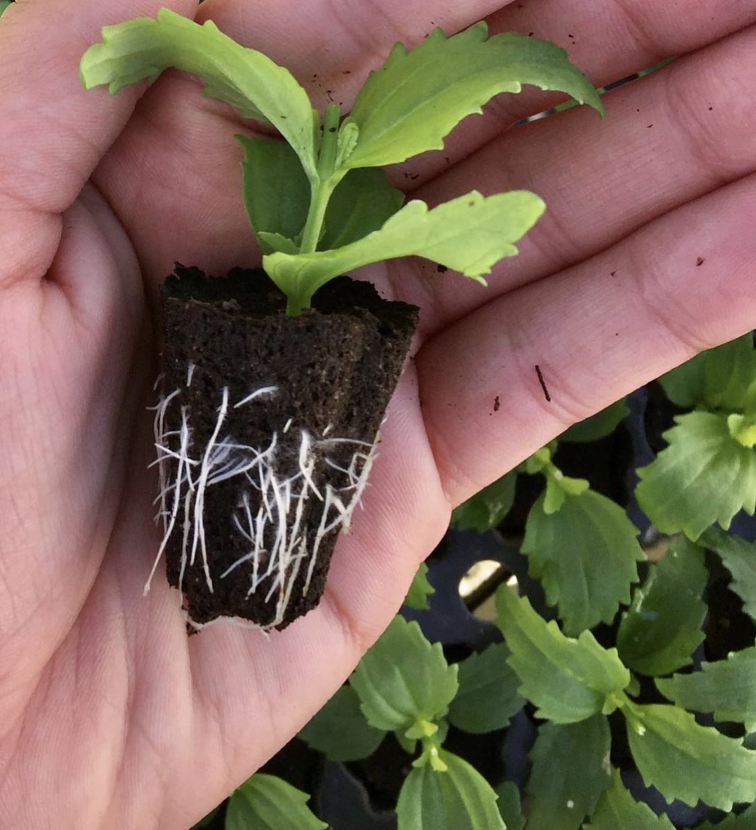 Absolute shameless #ad for Pageant #IntrinsicFungicide cuz holy shiitake mushroom look at those fuzzy whites 🥰