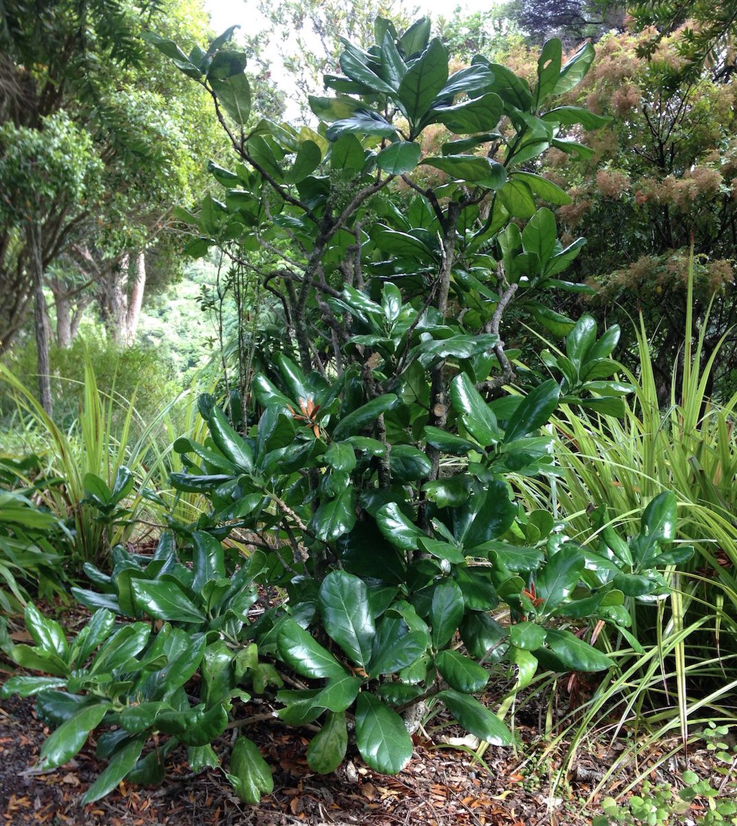 Trivia_Tweets1's tweet photo. Pennantia baylisiana, the Three Kings Kaikomako, is the rarest tree in the world. There is one left in New Zealand, &amp; it is female. Botanists found its fruit and have planted them to grow a male to plant near the female. #triviatweets #trivia #facts #random #trees #beauty #rare https://t.co/xM7VvjQakN