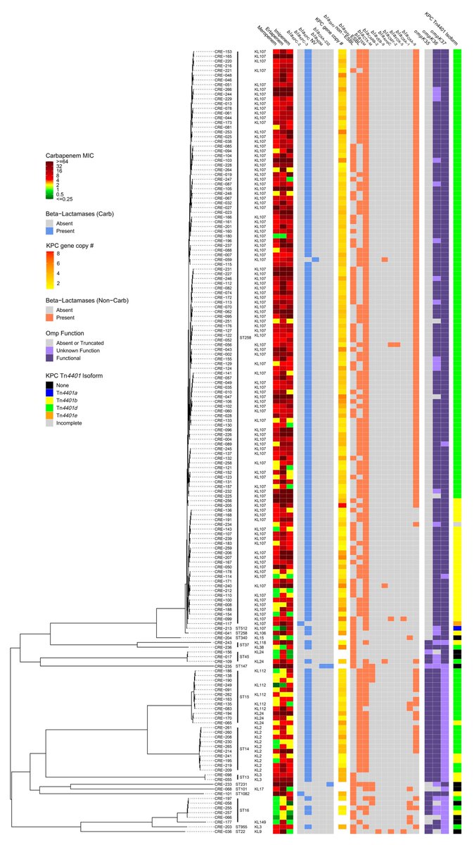 Check out our recent project in <a href="/mSystemsJ/">EIC Jack Gilbert</a> where we correlated genomic features in K. pneumoniae with carbapenem MICs in resistant isolates. 

Fun collaboration with Fiorella Krapp <a href="/AlanRHauser1/">Alan R. Hauser</a>   <a href="/egonozer/">Egon Ozer MD PhD</a> <a href="/TheIDApprentice/">Eric Wenzler</a> <a href="/nathan_pincus/">Nathan Pincus</a> et al

journals.asm.org/doi/10.1128/mS…