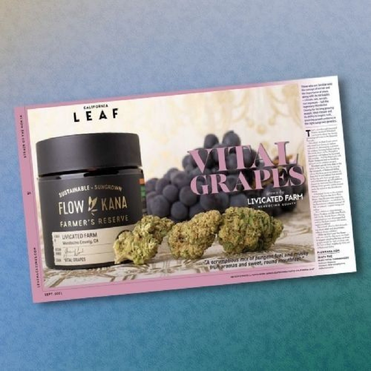 California Leaf names Vital Grapes, from Livicated Farm, its September Strain of the Month! A <a href="/FlowKana/">Flow Kana</a> Farmer's Reserve release, Vital Grapes is a hybrid of Chem Cookies &amp; Banana Punch. Grab a copy of the Tannins &amp; Terpenes issue from your local shop: fal.cn/3ifq1