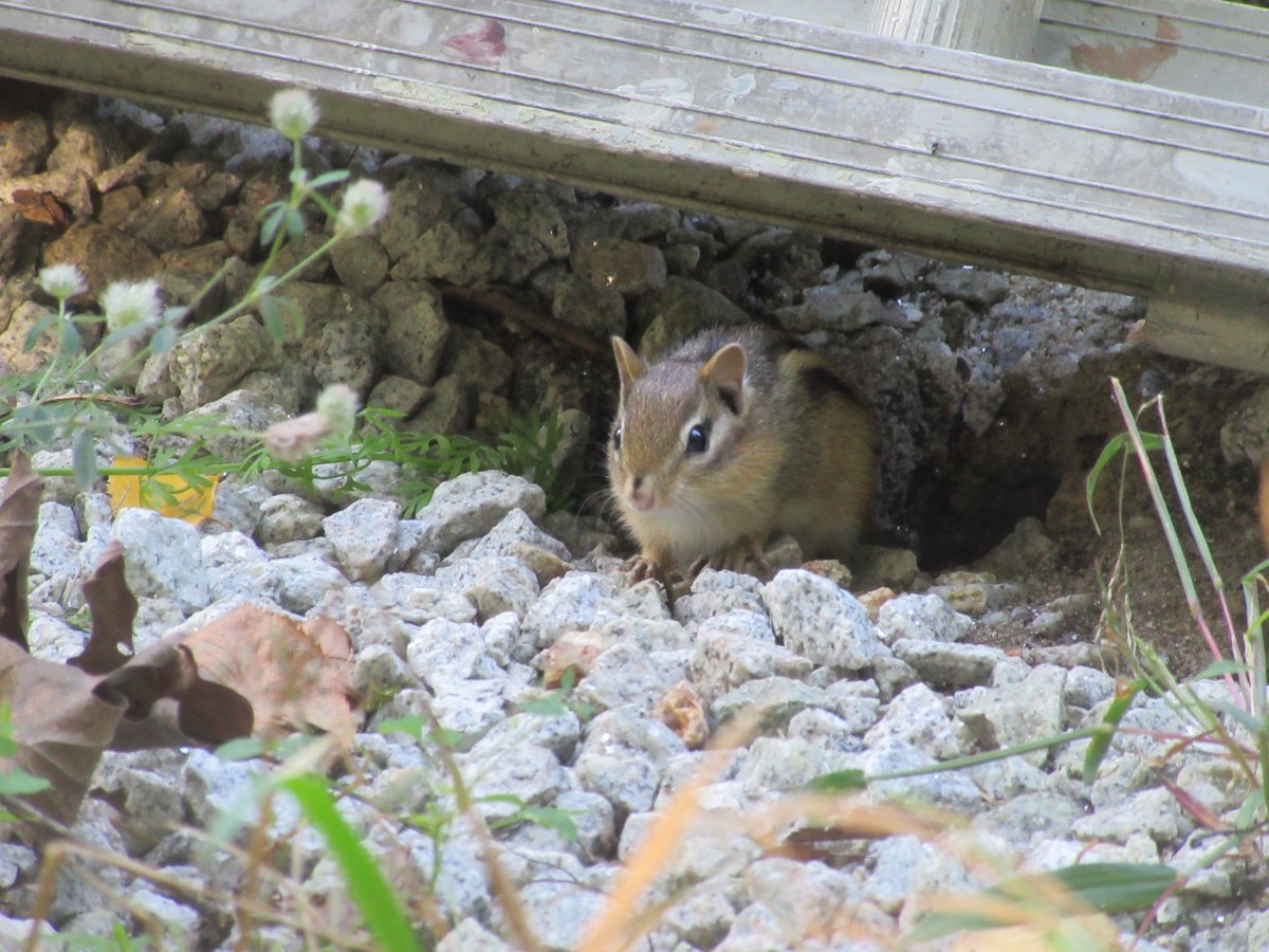 Safigirl17's tweet photo. The second round of baby chipmunks have emerged. #ChipmunkScrolling #EasternChipmunk #SquirrelScrolling #NHNature https://t.co/0WZfftvCoz