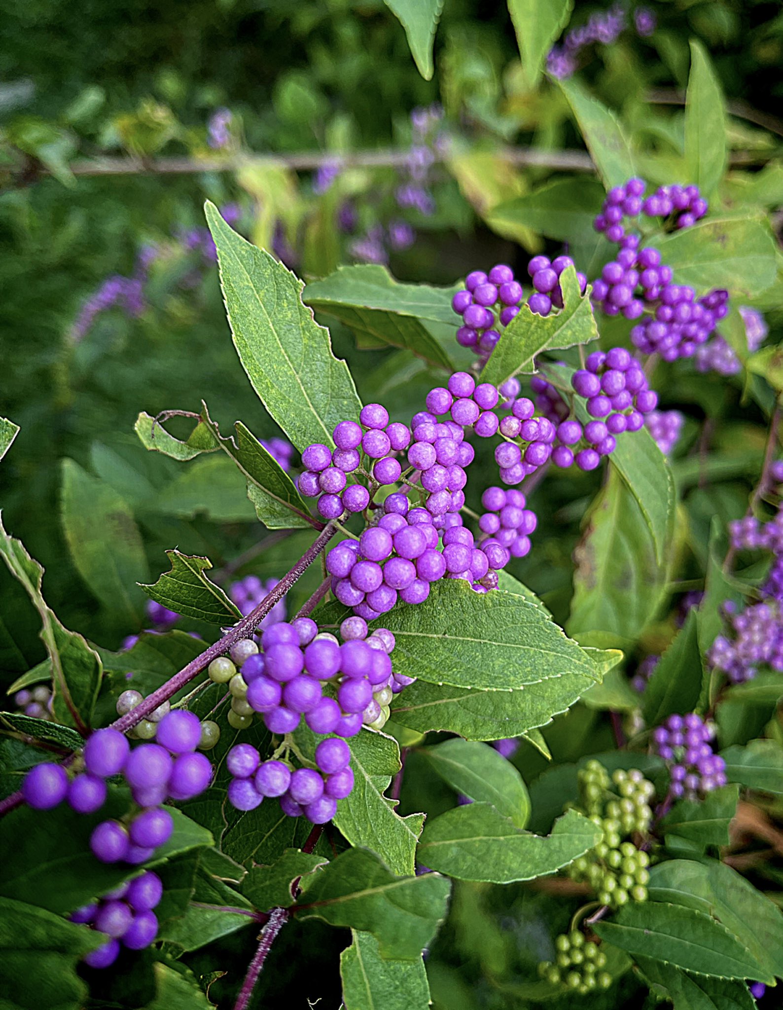 めー Shimizu K ステキな花言葉ですね 惚れます 紫式部は ドライフラワーにすると凄く可愛いんですよ 白式部もあるのを最近知りました Twitter