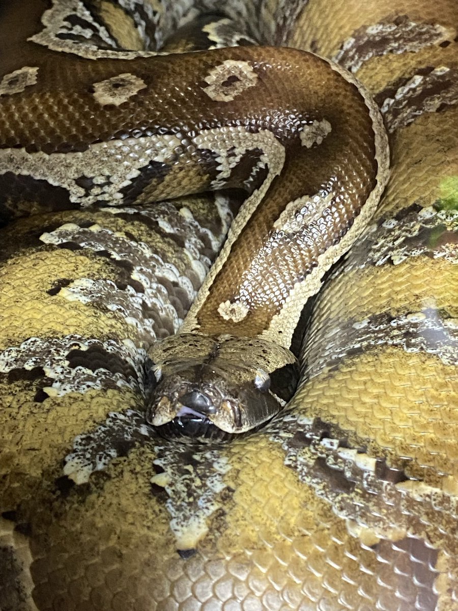 hosonagaiyatsu's tweet image. 触らせてくれないんだよなぁ…
#マラヤンブラッドパイソン  #Bloodpython