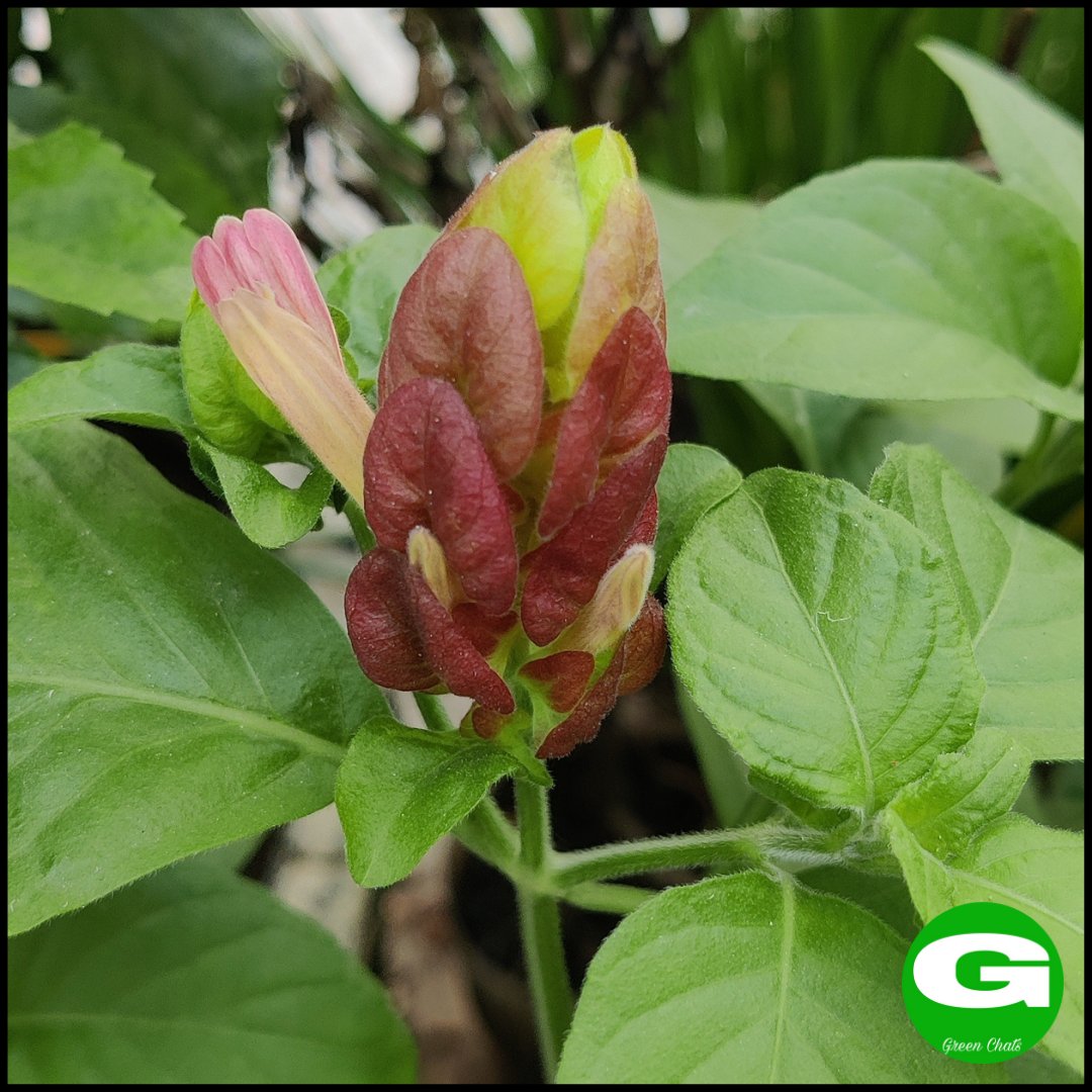 Shrimp Flower
#greenchats #myterracegarden #plants #flowers #flowerofsoul9  #falsehopeplant #falsehope #shrimpflower #falsehops  #flowerpower #floweroftheday #floraldiaries #flowerstalking #flowerlove #flowersmakemehappy #inspiredbypetals  #allthingsbotanical #justbefloral