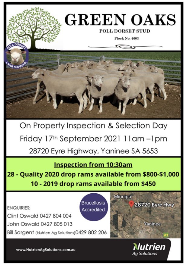 Ram Sale tomorrow Friday 17th September! Inspection &amp; Selection 11am-1pm! For further information please contact the store🐑🐑 details below 👇🏻🌾🐑