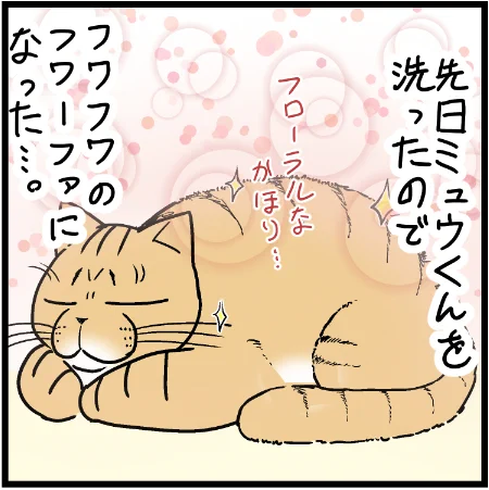 フカフカニャンコはいいですねぇ(^^) #にゃんこ #まんが #マンガ #4コマ漫画 #四コマ漫画 #猫 #ねこ部 #ねこ #猫あるある #猫漫画 #ペット #飼い主 #ねこらぶ #エッセイ漫画 #みんねこ #キャット #ねこのいる生活 #猫ばか #にゃんだふるらいふ 