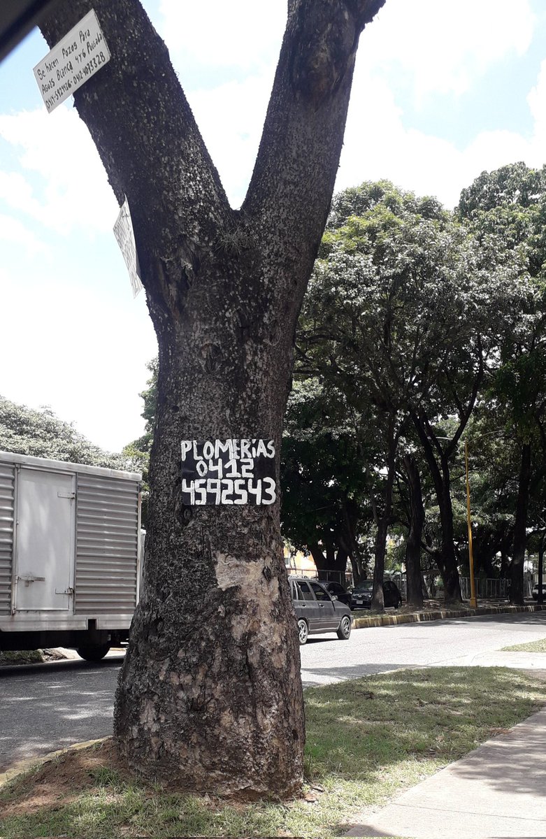 esmeraldamujica's tweet photo. Se hace necesario quitarle a los árboles los carteles fijados con grandes clavos.  Se está volviendo una practica regular pero ilegal  que nadie penaliza ni controla @Imavalenciatequiero. Esto es en el Trigal @cctrigalnortea  El arbolado urbano es parte de la ciudad https://t.co/ZyECx12T6F