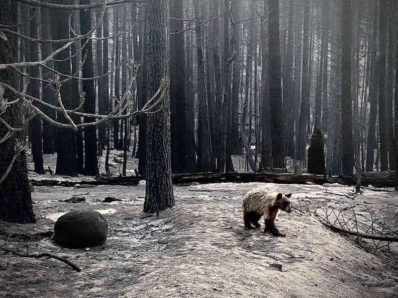 Don't know about you, Ibut  can't stop staring at this photo by a #CaldorFire firefighter. What looks like a wildland yearling appears unharmed and moving through the burned forest near #TrimmerPeak at #LakeTahoe. <a href="/LakeTahoeUSFS/">Lake Tahoe USFS</a>  southtahoenow.com/story/09/15/20…