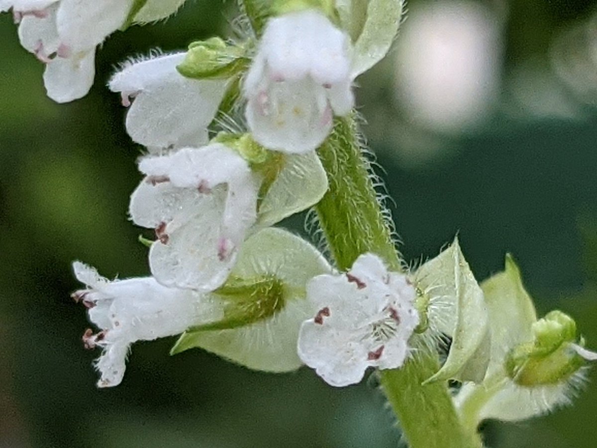 青じその花