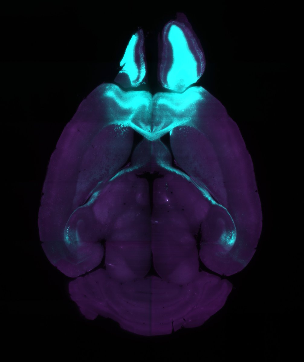 AjAqrabawi's tweet image. Hippocampal-olfactory circuit loops. The brain is so utterly beautiful.