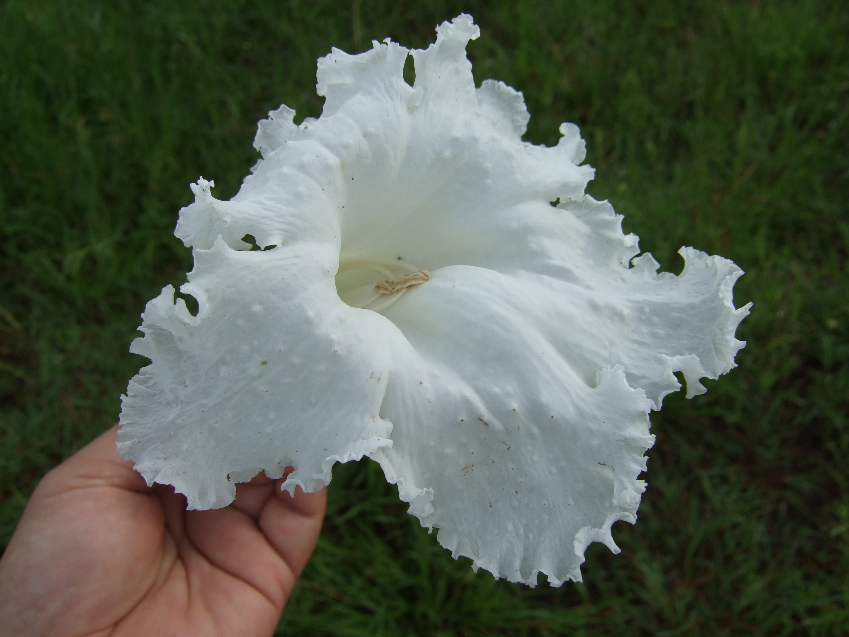 かわいいは鈍器 Rt Tomokisando Dolichandrone Serrulataの花外蜜腺 大きな白い花 を夜に咲かせるノウゼンカズラ科の樹木 朝方にはこの大きな花が木の下に落ち 地元の人は食用にしている この花の面白いのは花弁の外側にいくつもの花外蜜腺を持っている