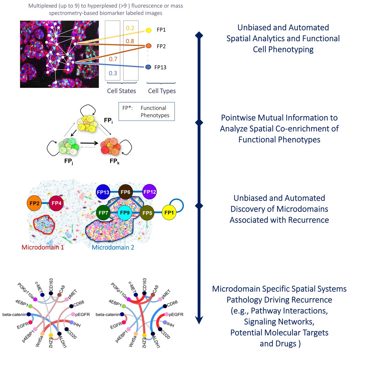 We are pleased to announce the publication of a proprietary, unbiased, automated and spatial analytics driven functional cell phenotyping approach in the latest issue of @CellRepMethods @CellPressNews. 

linkedin.com/posts/spintell…

#PrecisionMedicine #SpatialProteomics #CompPath