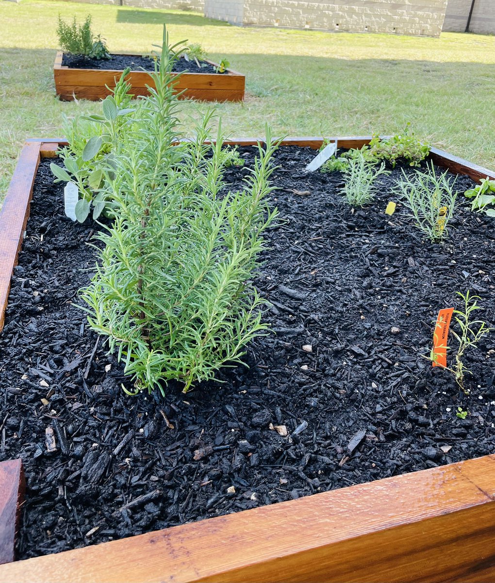 GISD_Culinary's tweet photo. We had a great 1st FCCLA culinary club meeting! We celebrated this years theme of “a new leaf 🍃 “ by planting our herb garden! We finished off our meeting with some “dirt and worm” cups! So fun! It’s great to be back together again! @TexasFCCLA @EastViewHS #SproutingSuccess https://t.co/7k2Y4niYRW