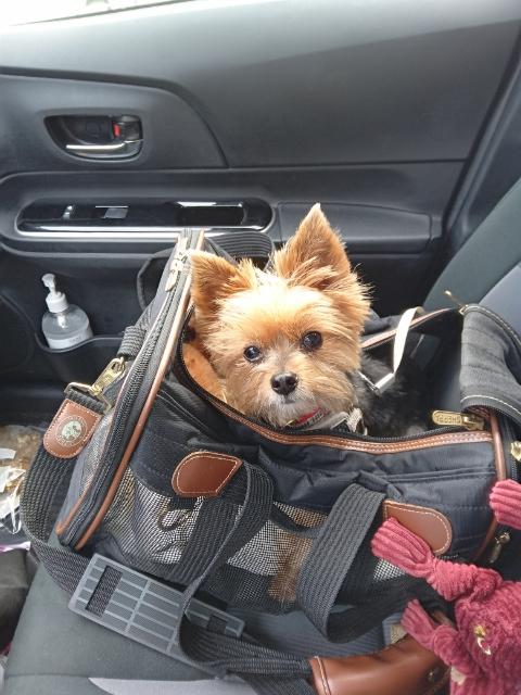 justbcring's tweet image. client's dog today. her name's daisy. sooooo cute.