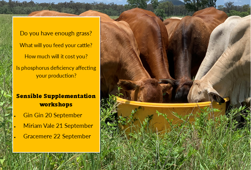 FutureBeef's tweet photo. Manage your pasture and supplement better by developing a nutrition management plan.

* Practical cattle nutrition
* Reading lick labels
* Understanding ingredients
* Cost analysis
* Animal health and welfare considerations
Register today!
https://t.co/AIOHP5ZOix #RuralEvents https://t.co/La66tc9ExV
