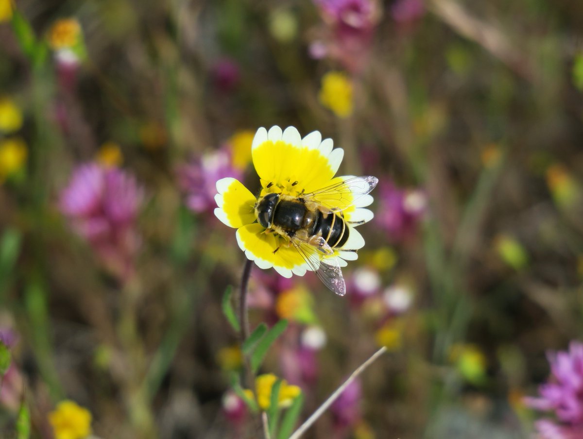 Come join us! We're hiring a postdoc to join our #USDA-funded agroecology project, with a focus on soil-plant-pollinator interactions. 

So excited about this collaboration with <a href="/lcponisio/">Lauren Ponisio</a> and <a href="/silva_lcr/">Lucas Silva</a>. Deets here: hallettlab.netlify.app/joinus/

RT please!