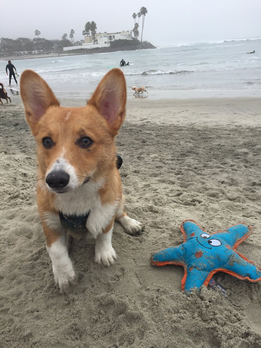morgfun's tweet image. Arnold and I getting his swim on at the beach! #CareCreditSweepstakes