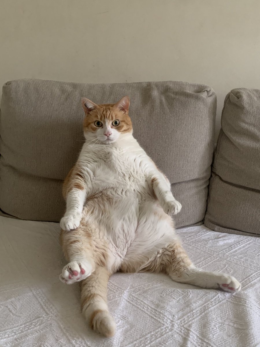 444cleia's tweet image. mon chat aujourd'hui ??