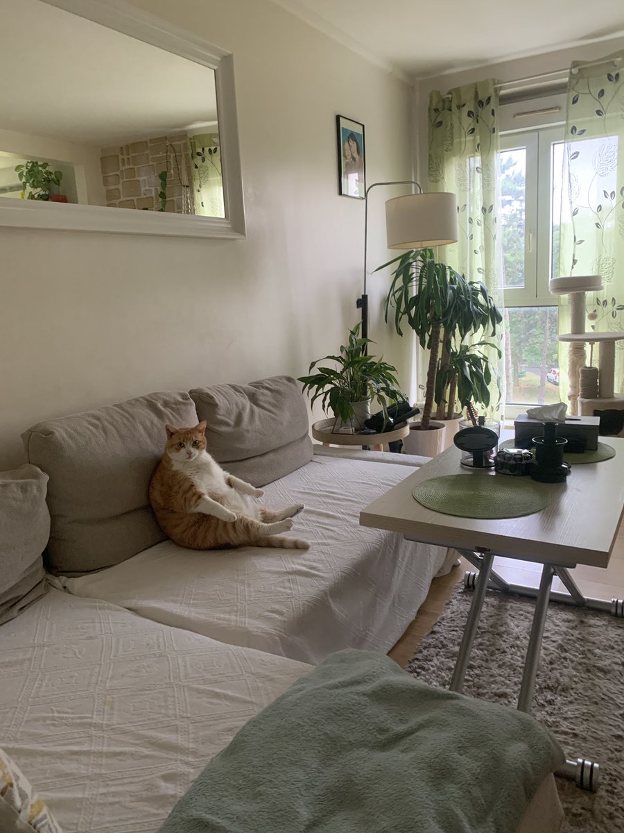 444cleia's tweet image. mon chat aujourd'hui ??