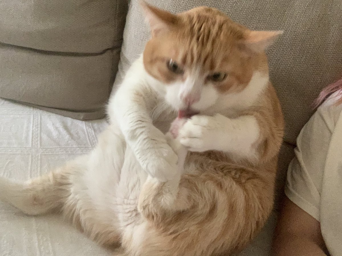 444cleia's tweet image. mon chat aujourd'hui ??