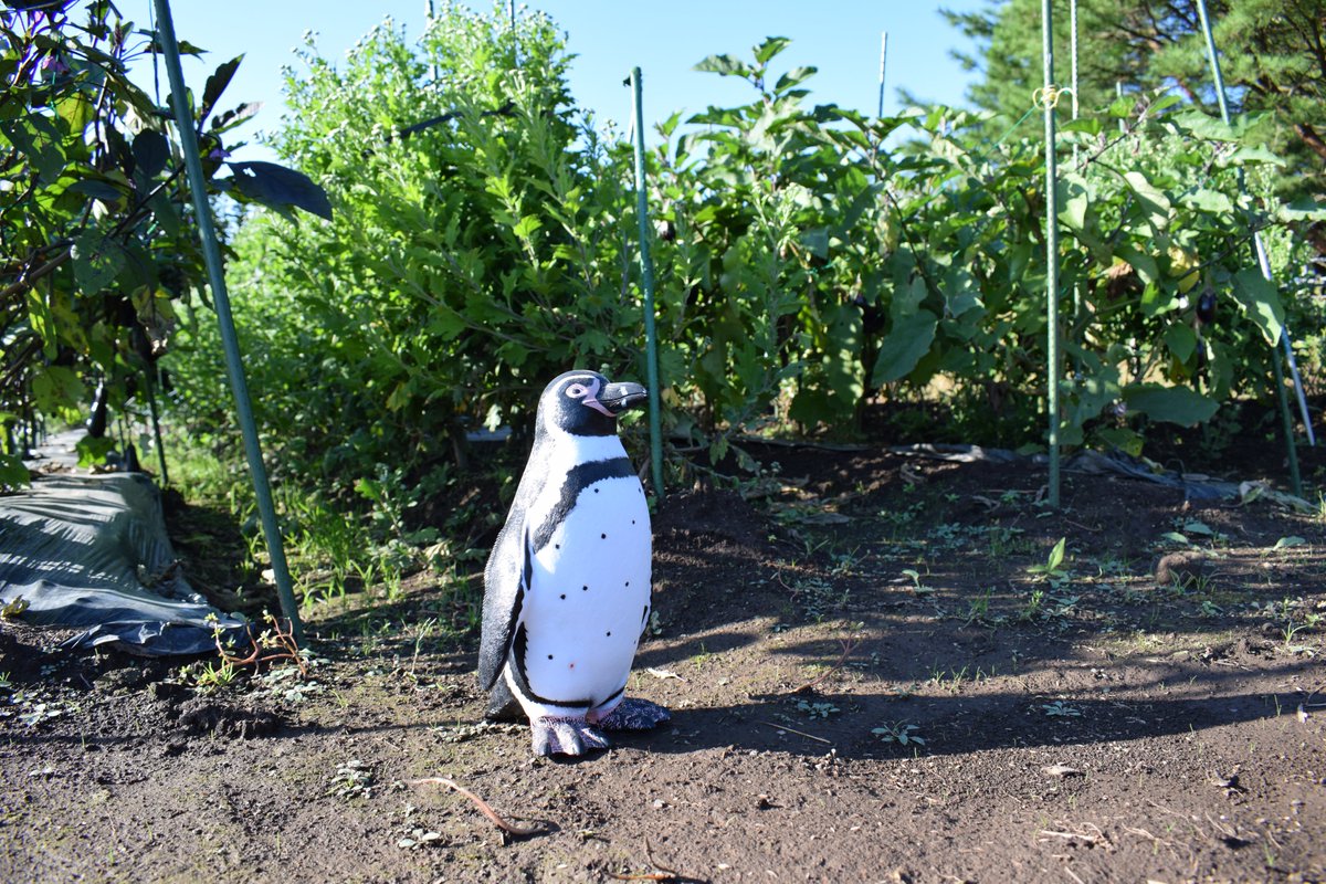 ペンギンに宇宙人の可能性が浮上というニュースにざわめくも納得する人々 前から怪しいとは思ってた Togetter