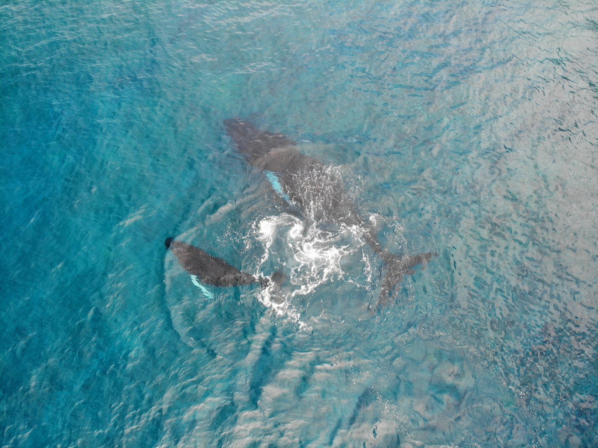 NPamericansamoa's tweet photo. Few humpbacks might arrive in Samoa as early as July and leave here as late as December, but they are most common here in September and October.

Here's a look at a mother and calf humpback whale swimming just outside of the reef! Enjoy their presence and keep our ocean clean. https://t.co/QBFzePhByx