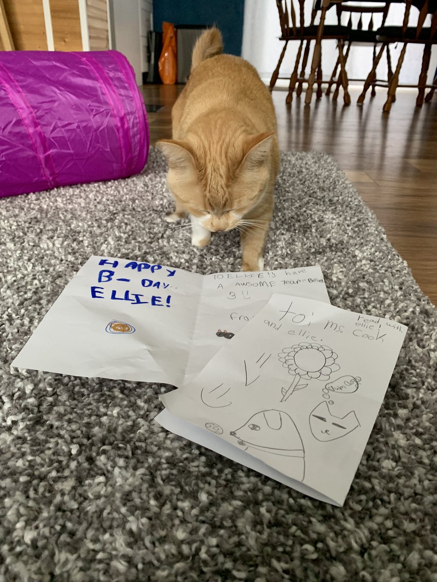 aashliecook's tweet photo. Two of my students showed up this morning with birthday cards for my cat.. 😭 how lucky am I to have such thoughtful students! Ellie loves her cards!! https://t.co/U9zQIUcP8w