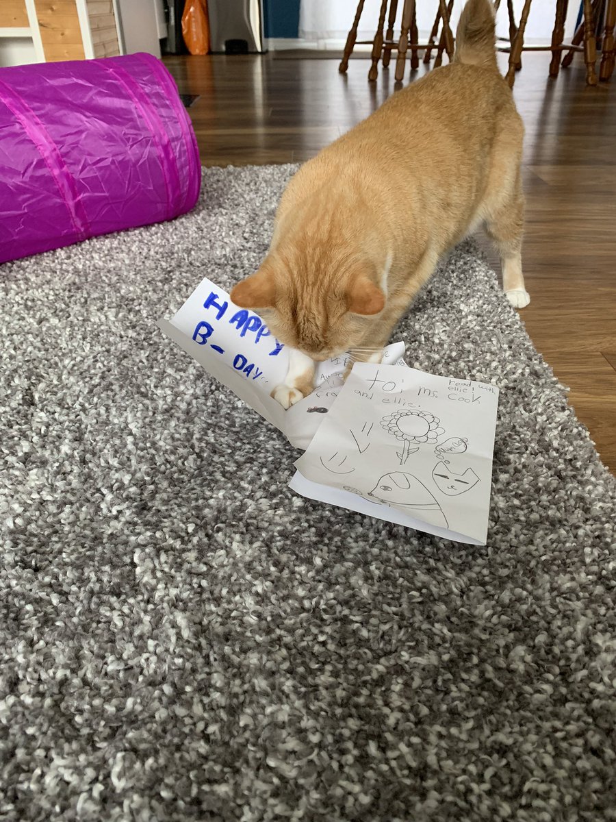 aashliecook's tweet photo. Two of my students showed up this morning with birthday cards for my cat.. 😭 how lucky am I to have such thoughtful students! Ellie loves her cards!! https://t.co/U9zQIUcP8w