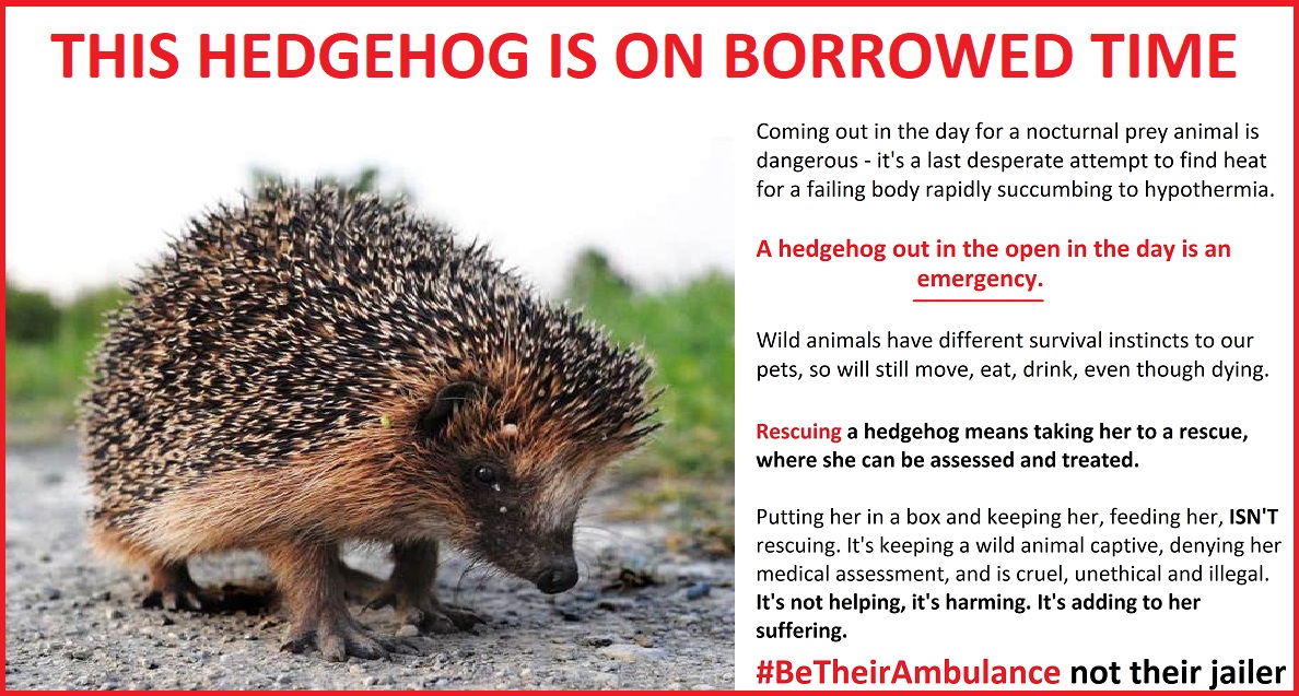 HedgehogCabin's tweet photo. This time of year there are many hoglets seen out in the day. They are sick, in pain, and need taking to a rescue for treatment. Keeping them, thinking food will fix them, is just taking a sick, distressed animal and adding imprisonment to her suffering. Please #BeTheirAmbulance https://t.co/qJECbpEFp9
