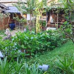 ツイートに含まれる画像