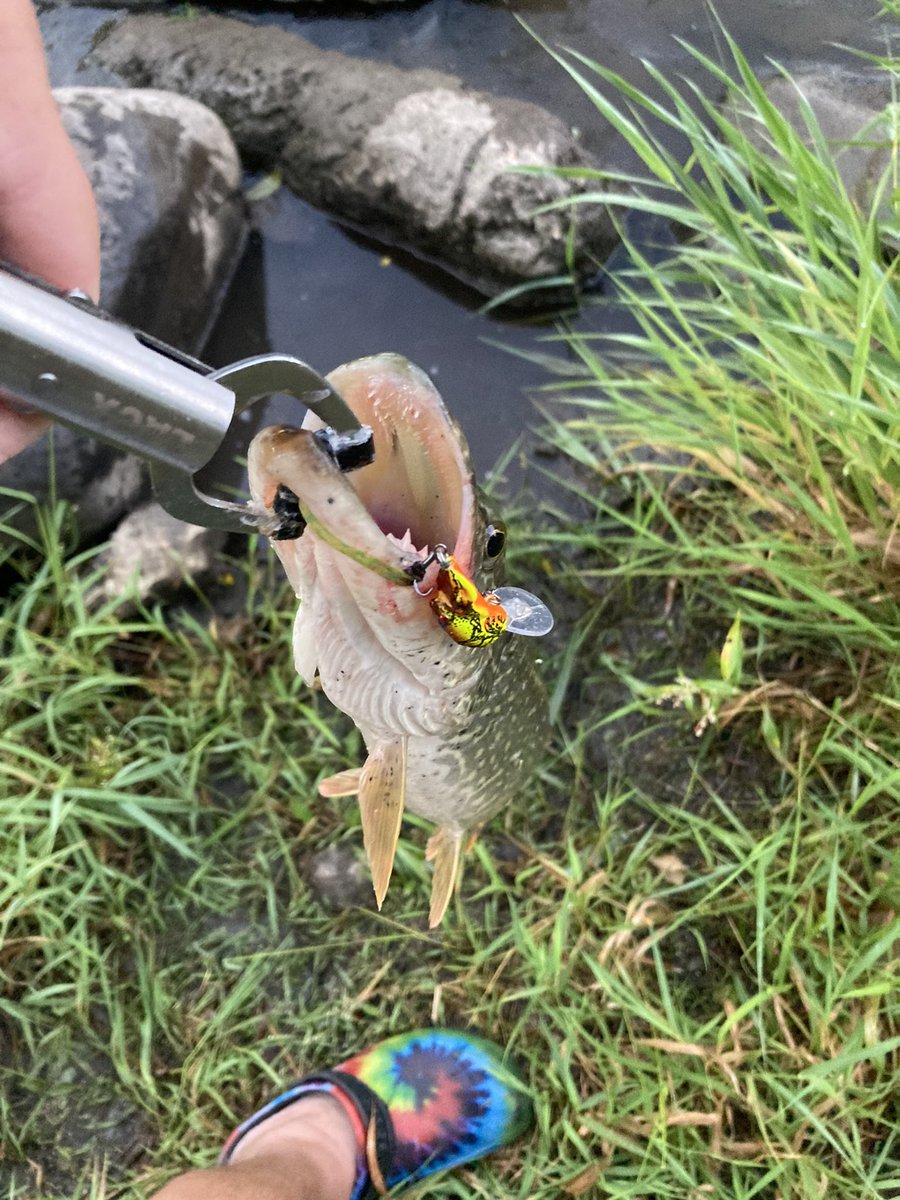 CGolf11 (@ccdorn) on Twitter photo This morning the tiny crank bite continued with the <a href="/CremeLures/">Creme Lure Co.</a> tiny craw again. A decent #river pike today. #BassCamoNation #Fishing This morning the tiny crank bite continued with the <a href="/CremeLures/">Creme Lure Co.</a> tiny craw again. A decent #river pike today. #BassCamoNation #Fishing