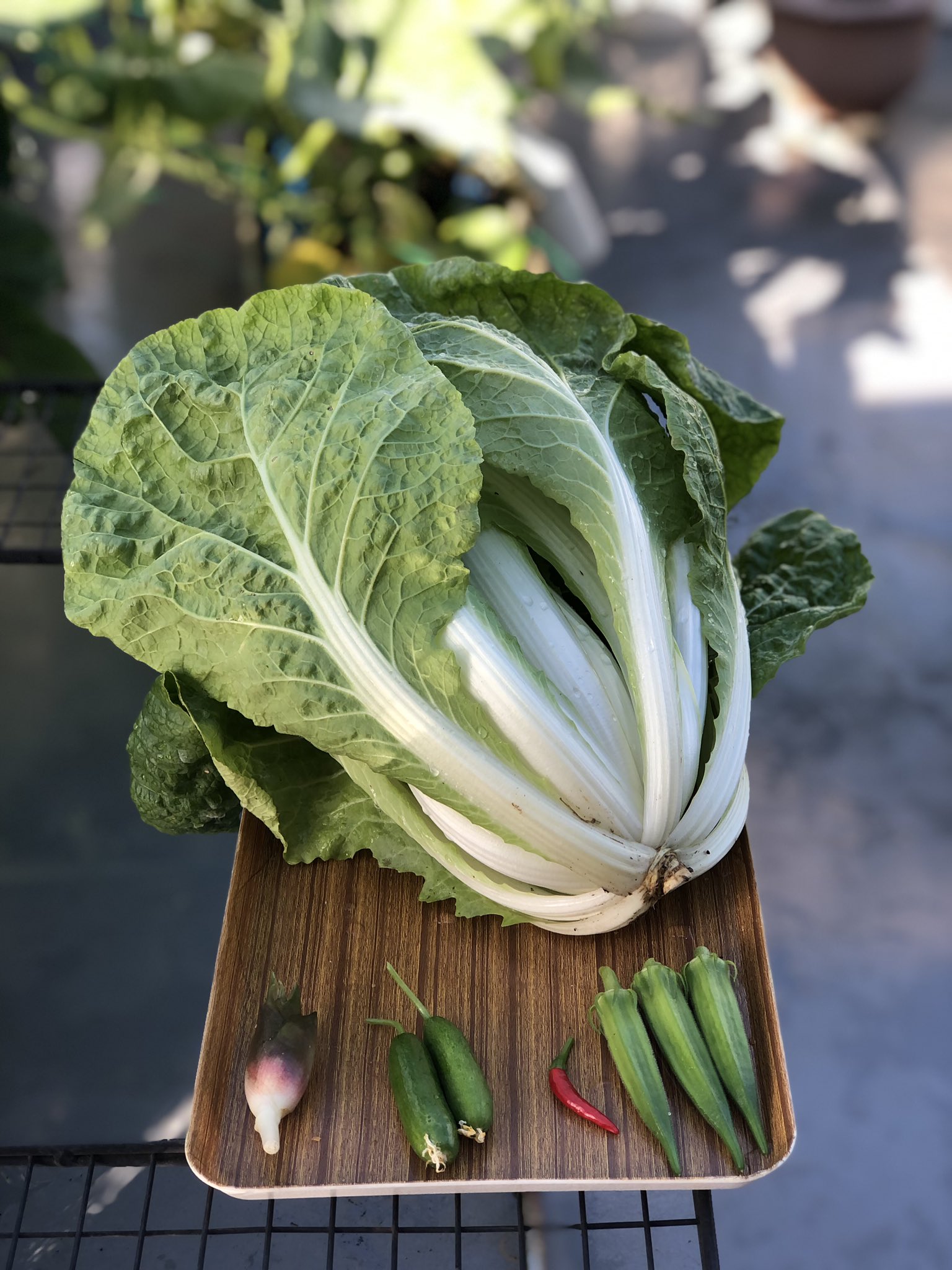 みいここ Nowar ミニ白菜収穫 冬場に出来たミニ白菜とは違って白い部分が細いな これは失敗ってヤツか 昨日 母と野菜の話しになって 白菜一玉980円でビックリしたわ と嘆いていたので これでも良しとする ミニきゅうり も育ってきた