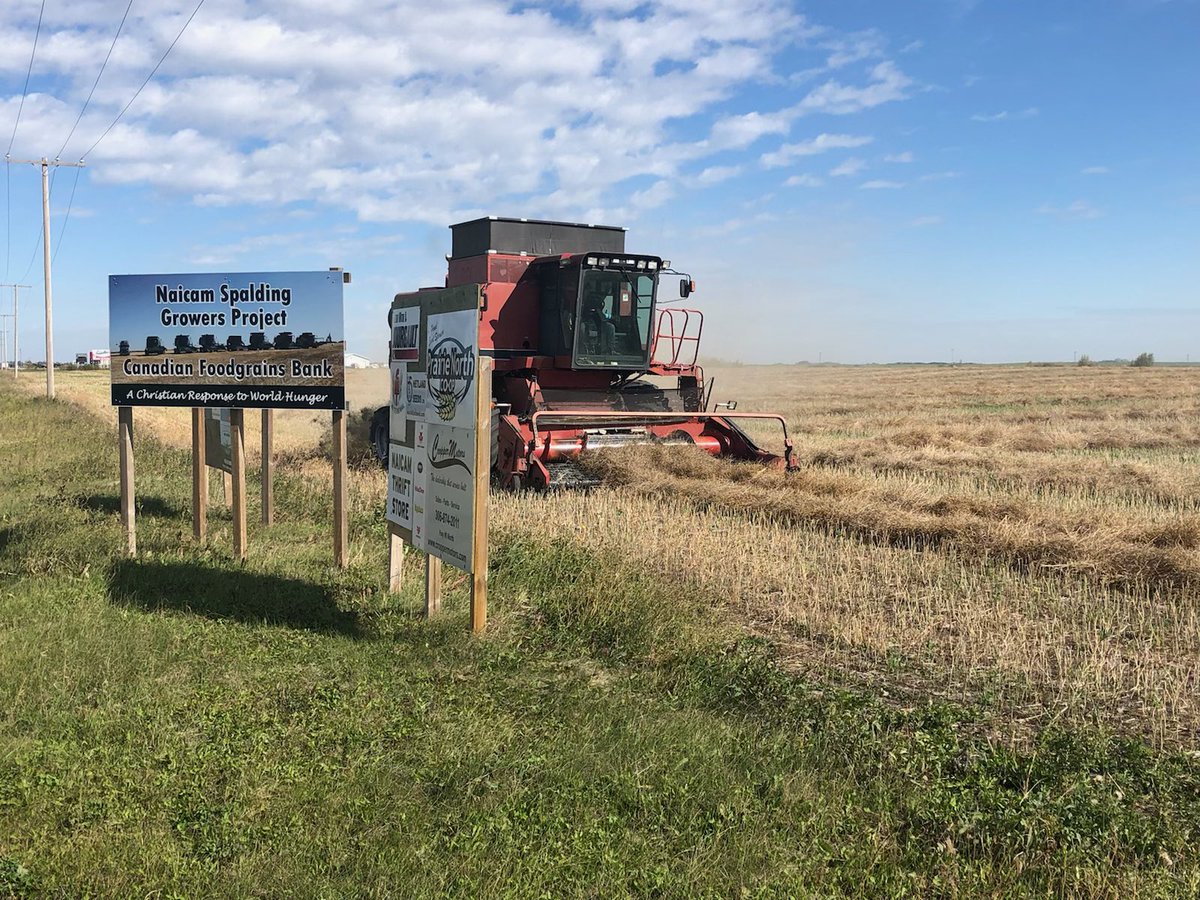 HetSeeds's tweet photo. A happy and grateful crew showed up to take off the local @Foodgrains project field of #canola. Despite frost, heat, drought and hail we still got 25 bushels per acre! https://t.co/kz1Wc4CXmK
