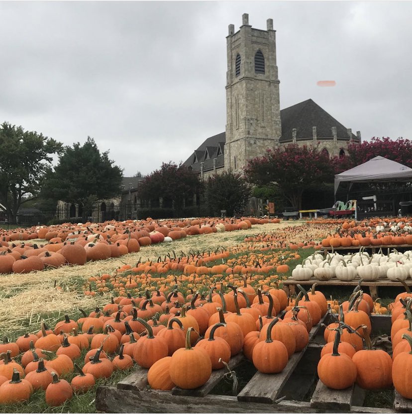 dallaspumpkins's tweet photo. We’re going to make the neighborhood a little more orange in a few weeks. You should come out. https://t.co/sa5paX9TDZ