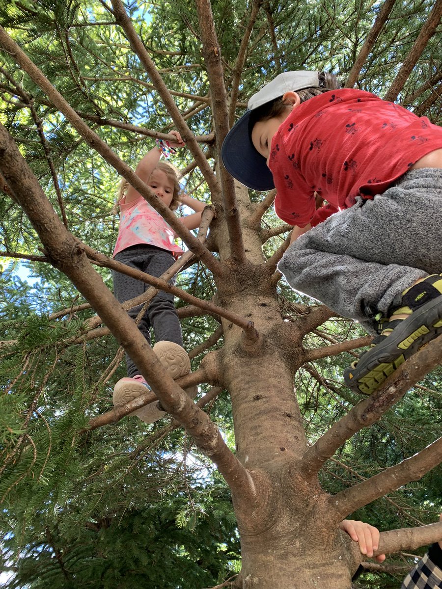 Jackieinwd's tweet photo. The first tree climbing happened yesterday so we talked about safety rules about it today at our circle #nspreprimary #capablechildren #learnigthroughplay https://t.co/4wF8iUV7ig
