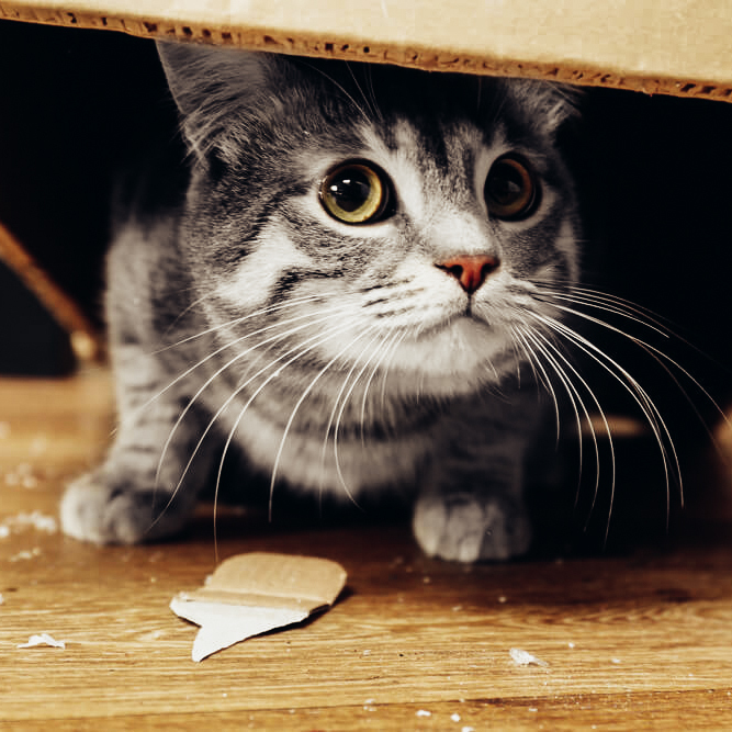 Has your cat turned your home into their own hide and seek playground? Your kitty may be struggling with signs of anxiety! FELIWAY Optimum can help reduce signs of cat anxiety, including hiding. Learn more about our all new feline pheromone discovery here: https://t.co/fecTiM9Goi https://t.co/Jq9E2WqfYc