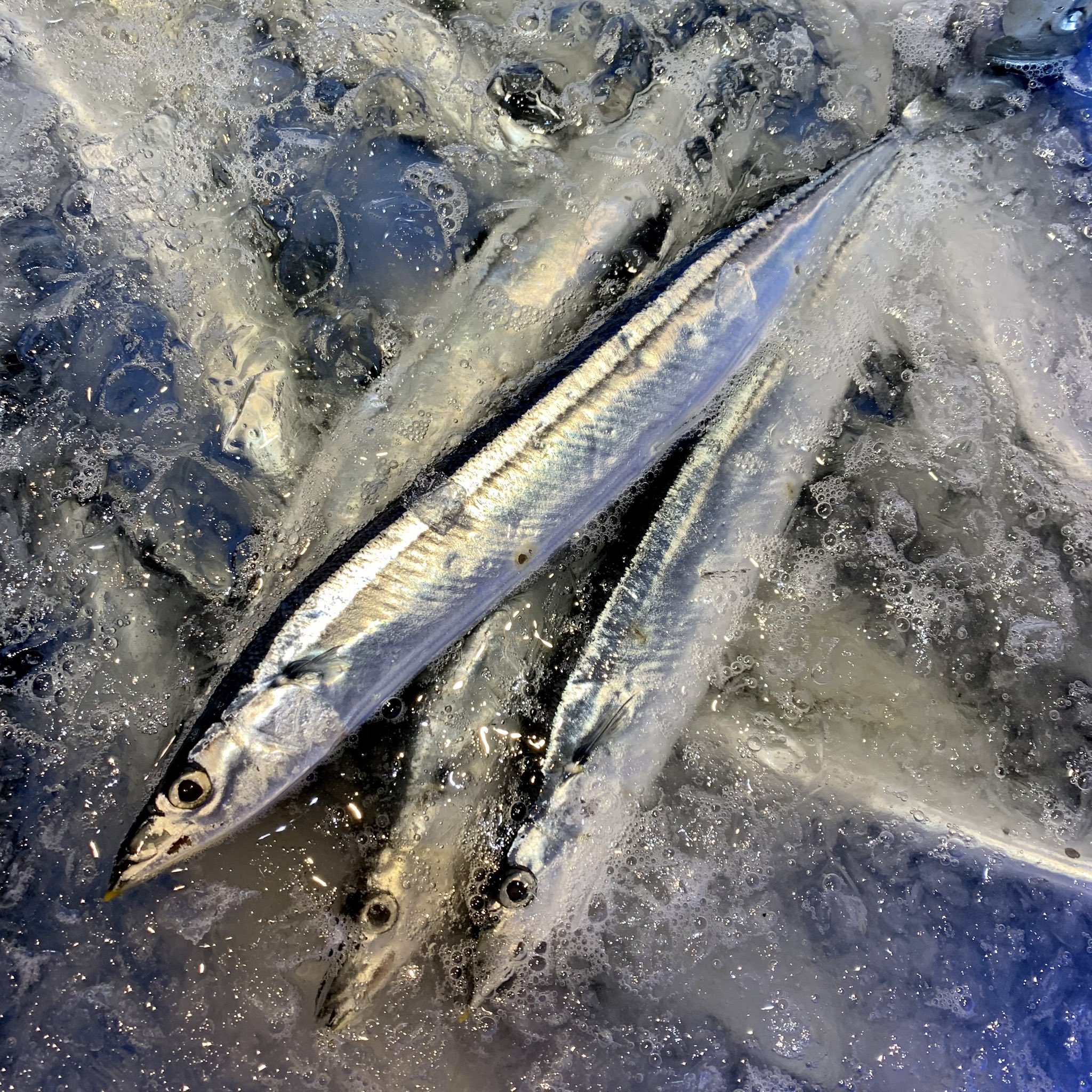 大川魚店 福島県いわき市 9 16 北海道の生さんま入荷 今日は北海道から鮮度良い生さんま入荷しております 小中大と3サイズ御用してます 箱売りはお買い得価格です その他 北海道の生スルメイカ 福島のなめた むしがれいもオススメです 本日も大川魚