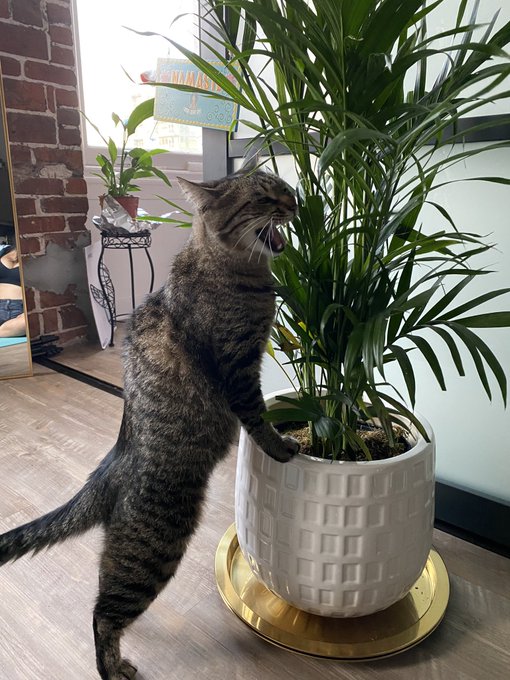 YOUVE BEEN CAUGHT RED PAWED https://t.co/5dOyiF2o5f<a href="/tag/throne"class="tags"><span>#throne</span></a><a href="/tag/wishlist"class="tags"><span>#wishlist</span></a>