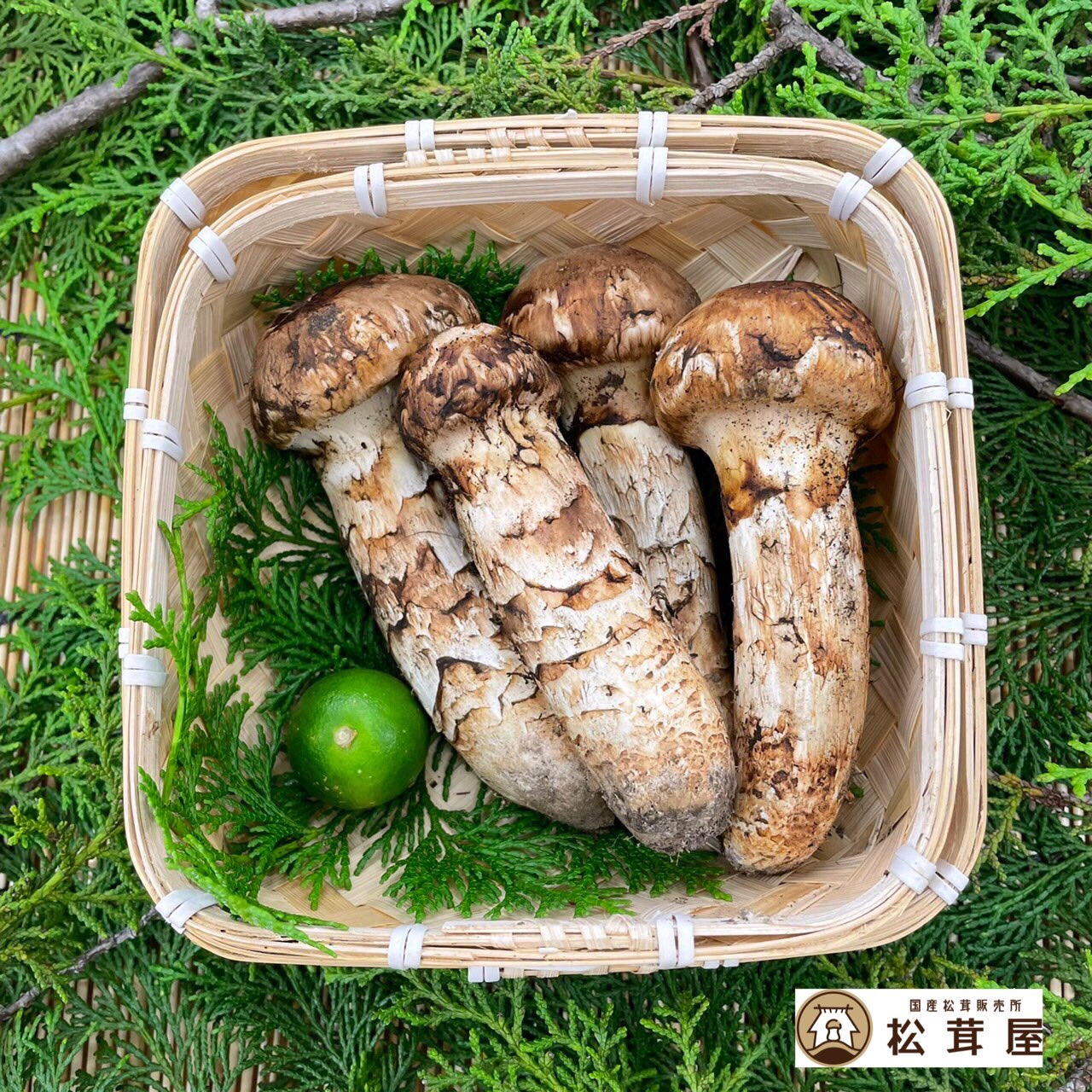 中国産 松茸 約1kg まつたけ マツタケ。 中国産 松茸 約1kg