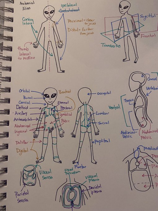 Studying for anatomy exam the only way I know how u_u 
